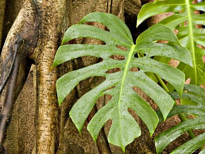 Mayan culture,history,civilization,modernday,Popol Vuh,Jade, Mayan medicine, legends and more